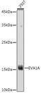 Eva-1 Homolog A, Regulator Of Programmed Cell Death antibody, GTX32925, GeneTex, Western Blot image 