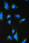 Acetyl-CoA Acyltransferase 2 antibody, PB10022, Boster Biological Technology, Immunofluorescence image 