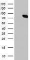 Diacylglycerol Kinase Alpha antibody, TA504006, Origene, Western Blot image 