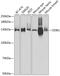 DNA damage-binding protein 1 antibody, 18-857, ProSci, Western Blot image 