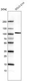 Autism susceptibility gene 2 protein antibody, AMAb91456, Atlas Antibodies, Western Blot image 