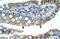 Zinc Finger Protein 683 antibody, ARP36236_T100, Aviva Systems Biology, Immunohistochemistry frozen image 