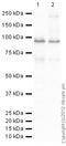 Tumor Protein P63 antibody, ab53039, Abcam, Western Blot image 