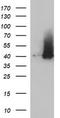 Serpin B3 antibody, CF506973, Origene, Western Blot image 