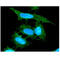 AHSA1 antibody, GTX57638, GeneTex, Immunocytochemistry image 