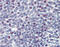 HTRX antibody, 49-066, ProSci, Immunohistochemistry frozen image 