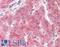 Golgi reassembly-stacking protein 1 antibody, LS-B11630, Lifespan Biosciences, Immunohistochemistry paraffin image 