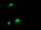 Integrin-alpha FG-GAP repeat-containing protein 2 antibody, LS-C173036, Lifespan Biosciences, Immunofluorescence image 