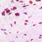 POU Class 5 Homeobox 1 antibody, LS-C352711, Lifespan Biosciences, Immunohistochemistry frozen image 