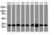 Proteasome Subunit Alpha 6 antibody, M04710-1, Boster Biological Technology, Western Blot image 