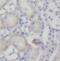 Presenilin 2 antibody, FNab06853, FineTest, Immunohistochemistry frozen image 