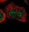 Protein MEMO1 antibody, NBP1-88269, Novus Biologicals, Immunocytochemistry image 