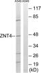 Zinc transporter 4 antibody, PA5-39552, Invitrogen Antibodies, Western Blot image 
