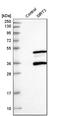 Sirtuin 3 antibody, HPA026809, Atlas Antibodies, Western Blot image 