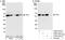 Trafficking From ER To Golgi Regulator antibody, A302-341A, Bethyl Labs, Immunoprecipitation image 