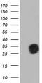 Quinolinate Phosphoribosyltransferase antibody, TA501523, Origene, Western Blot image 