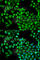 4-Aminobutyrate Aminotransferase antibody, A5299, ABclonal Technology, Immunofluorescence image 