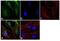Calponin 1 antibody, MA5-11620, Invitrogen Antibodies, Immunofluorescence image 