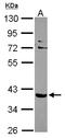 SLC9A3 Regulator 2 antibody, LS-C185404, Lifespan Biosciences, Western Blot image 