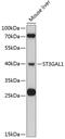 ST3 Beta-Galactoside Alpha-2,3-Sialyltransferase 1 antibody, 14-067, ProSci, Western Blot image 