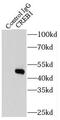 Cyclic AMP-responsive element-binding protein 1 antibody, FNab01961, FineTest, Immunoprecipitation image 