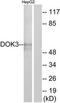 Docking protein 3 antibody, TA326235, Origene, Western Blot image 