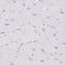 Tight Junction Protein 1 antibody, HPA001636, Atlas Antibodies, Immunohistochemistry paraffin image 