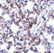 B-cell receptor-associated protein 31 antibody, 3665, ProSci Inc, Immunohistochemistry frozen image 