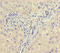 Corticosteroid-binding globulin antibody, A54732-100, Epigentek, Immunohistochemistry paraffin image 