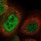 Kinetochore Scaffold 1 antibody, NBP2-56821, Novus Biologicals, Immunofluorescence image 