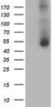 Golgi Membrane Protein 1 antibody, CF504187, Origene, Western Blot image 