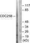 Cell Division Cycle 25B antibody, LS-C117556, Lifespan Biosciences, Western Blot image 