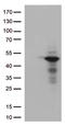 Dual Specificity Phosphatase 1 antibody, CF812681, Origene, Western Blot image 