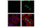 Replication Protein A2 antibody, 54762S, Cell Signaling Technology, Immunofluorescence image 