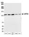 Ubiquitin carboxyl-terminal hydrolase 28 antibody, A300-898A, Bethyl Labs, Western Blot image 