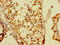 Double homeobox protein 4 antibody, LS-C677742, Lifespan Biosciences, Immunohistochemistry paraffin image 