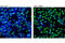 DRG1 antibody, 7497S, Cell Signaling Technology, Immunofluorescence image 