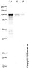 10-FTHFDH antibody, ab87117, Abcam, Western Blot image 