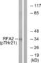 RPA32 antibody, LS-C199536, Lifespan Biosciences, Western Blot image 