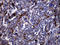 Cathepsin L1 antibody, LS-C792017, Lifespan Biosciences, Immunohistochemistry paraffin image 