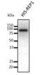 CHM Rab Escort Protein antibody, orb334981, Biorbyt, Western Blot image 