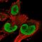 Thioredoxin Reductase 1 antibody, HPA043871, Atlas Antibodies, Immunofluorescence image 