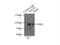 Spartin antibody, 13791-1-AP, Proteintech Group, Immunoprecipitation image 