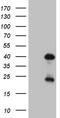 Orthodenticle Homeobox 2 antibody, CF809509, Origene, Western Blot image 