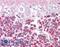 Laforin antibody, LS-B6474, Lifespan Biosciences, Immunohistochemistry frozen image 