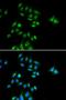 PH3 antibody, LS-C335678, Lifespan Biosciences, Immunofluorescence image 