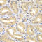 Engulfment And Cell Motility 3 antibody, 22-762, ProSci, Immunohistochemistry frozen image 