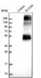Solute Carrier Family 2 Member 5 antibody, NBP1-89761, Novus Biologicals, Western Blot image 