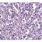 TBC1 Domain Family Member 10C antibody, LS-C34716, Lifespan Biosciences, Immunohistochemistry paraffin image 
