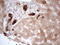 Phosphoglycerate Dehydrogenase antibody, LS-C340072, Lifespan Biosciences, Immunohistochemistry frozen image 